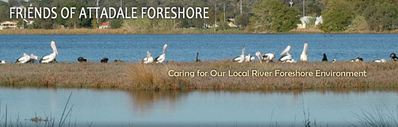 Friends of Attadale Foreshore